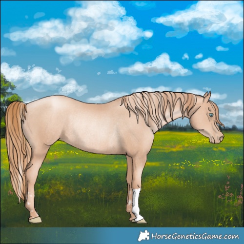 Horse Color:Gold Champagne Pearl Rabicano  and Gold Champagne Pearl Rabicano 