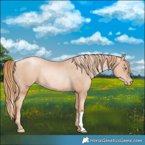 Horse Color:Gold Champagne Pearl Rabicano  and Gold Champagne Pearl Rabicano 