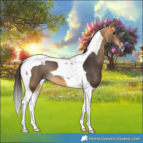 Horse Color:Buckskin Tobiano