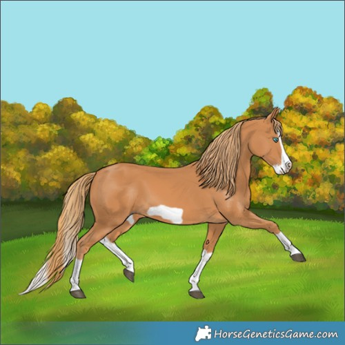Horse Color:Chestnut Splash Frame 