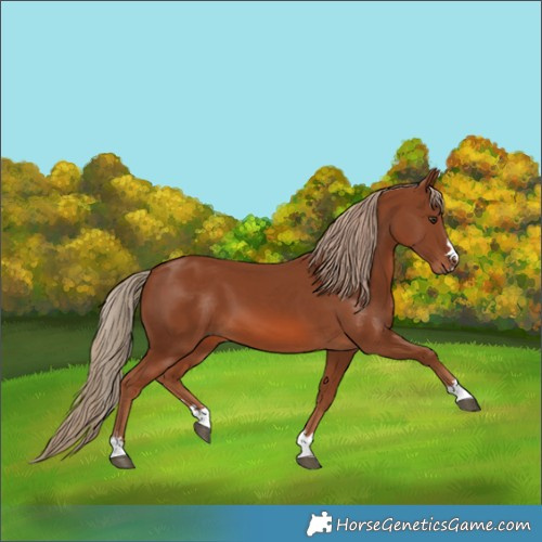 Horse Color:Chestnut 