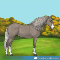 Horse Color:Silver Grullo