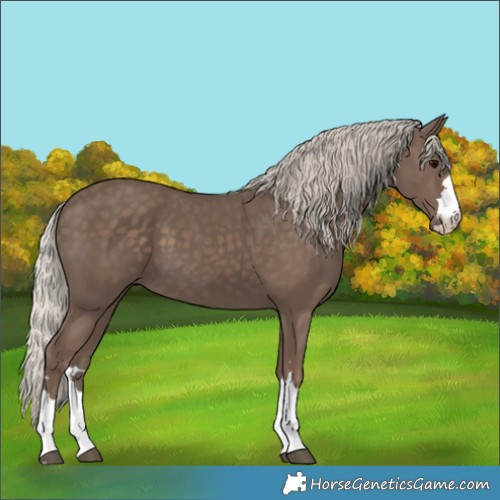 Horse Color:Silver Black