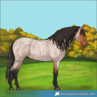 Horse Color:Bay Roan 