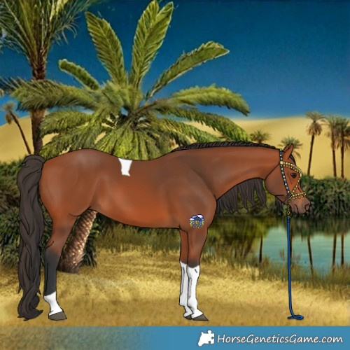 Horse Color:Bay Tobiano