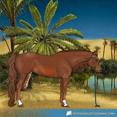 Horse Color:Chestnut 
