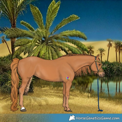 Horse Color:Chestnut 