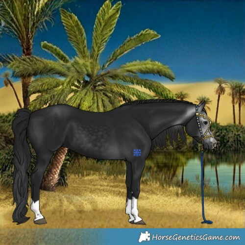 Horse Color:Gray Black 