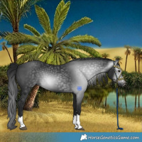 Horse Color:Gray Black