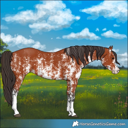 Horse Color:Bay Sabino Rabicano  and Bay Sabino Rabicano 
