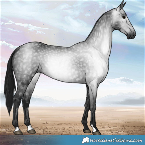 Horse Color:Gray Black