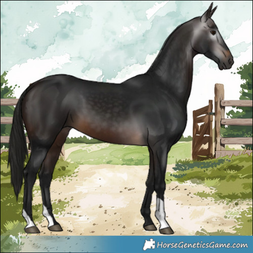 Horse Color:Gray Bay 