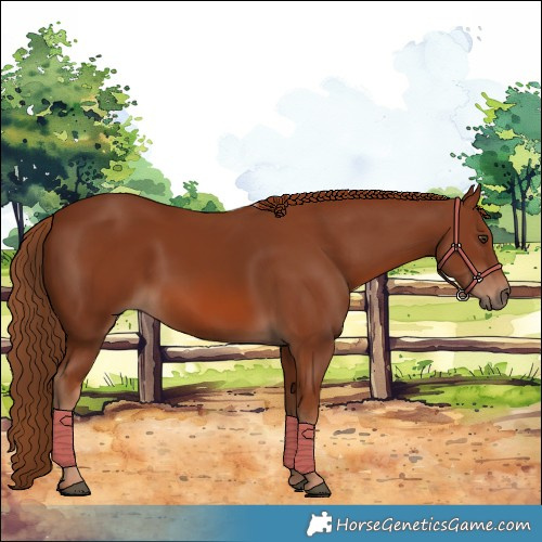 Horse Color:Chestnut 