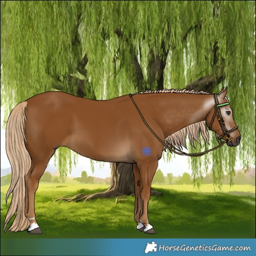 Horse Color:Gray Palomino 
