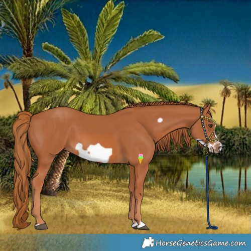 Horse Color:Chestnut Splash Frame 
