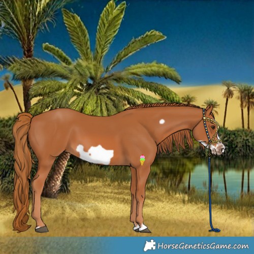 Horse Color:Chestnut Splash Frame