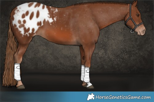 Horse Color:Chestnut Appaloosa
