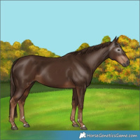 Horse Color:Gray Chestnut 