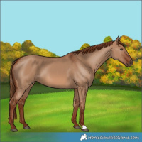 Horse Color:Red Dun 