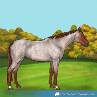 Horse Color:Red Roan