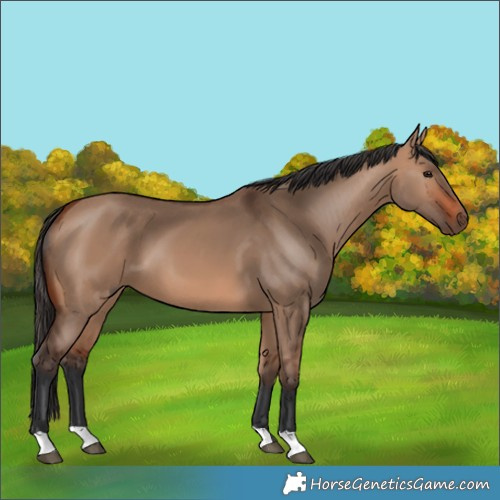 Horse Color:Bay Dun