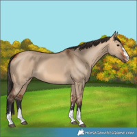 Horse Color:Bay Dun 