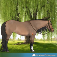 Horse Color:Bay Dun