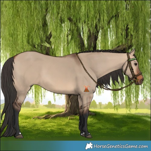 Horse Color:Bay Dun