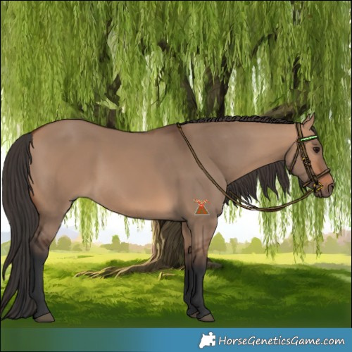 Horse Color:Bay Dun