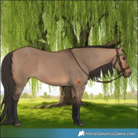Horse Color:Bay Dun 