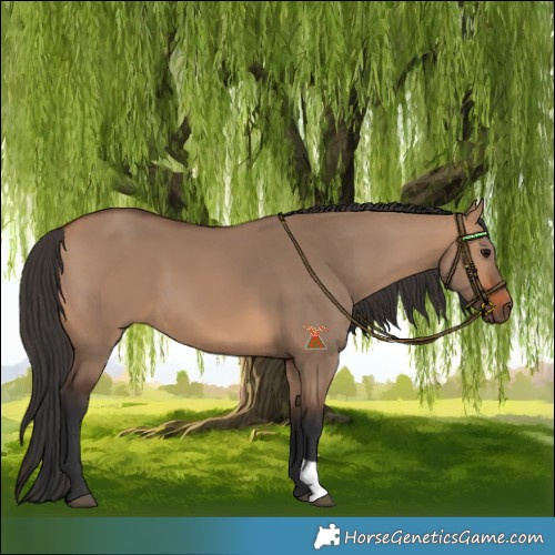 Horse Color:Bay Dun 