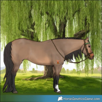 Horse Color:Bay Dun 