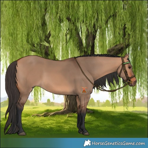 Horse Color:Bay Dun