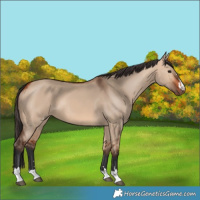 Horse Color:Bay Dun