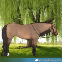 Horse Color:Bay Dun