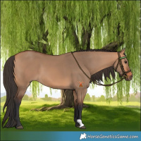 Horse Color:Bay Dun