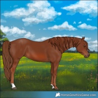 Horse Color:Chestnut 