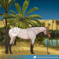 Horse Color:Bay Roan Blanket