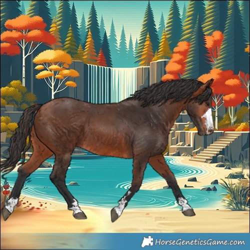 Horse Color:Bay 