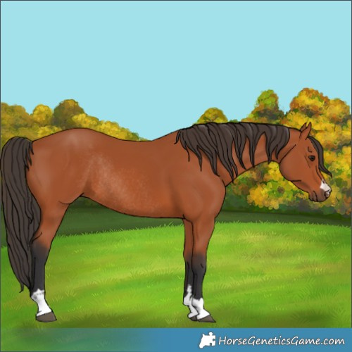 Horse Color:Bay Rabicano 