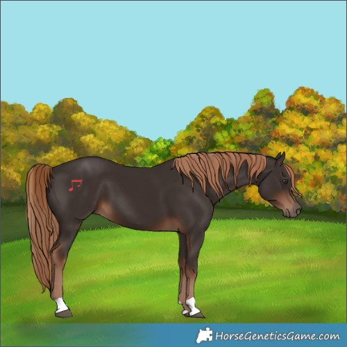 Horse Color:Liver Chestnut 