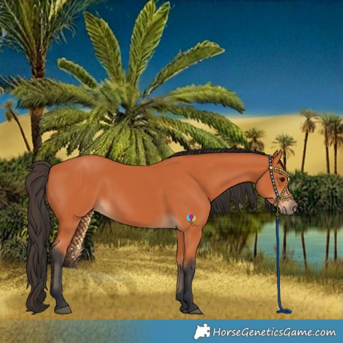 Horse Color:Bay 