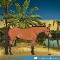 Horse Color:Bay 