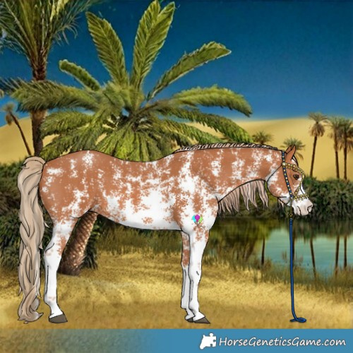 Horse Color:Chestnut Sabino