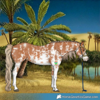 Horse Color:Chestnut Sabino