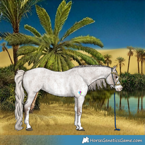 Horse Color:Silver Blue Roan Sabino