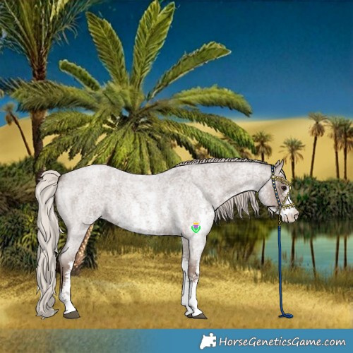 Horse Color:Silver Blue Roan Sabino 