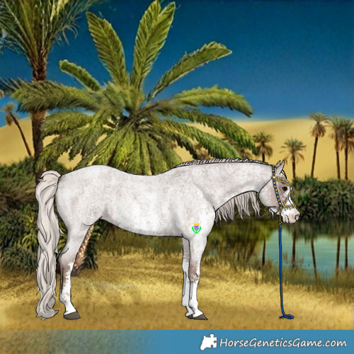 Horse Color:Silver Blue Roan Sabino 