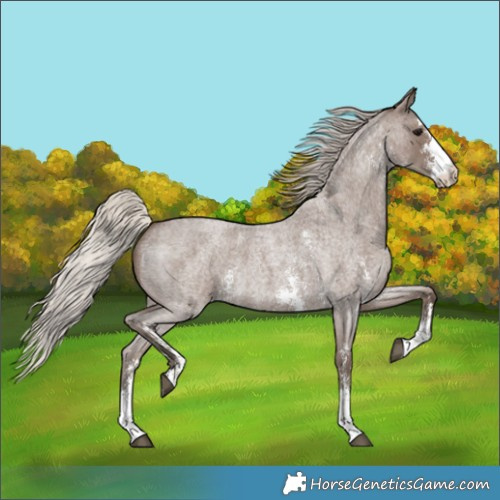 Horse Color:Silver Blue Roan Sabino 