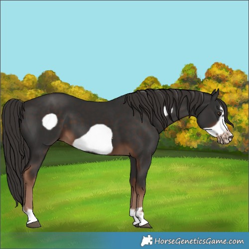 Horse Color:Liver Chestnut Frame